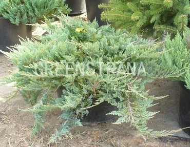 Можжевельник горизонтальный Блю Чип (Juniperus horizontalis 'Blue Chip')