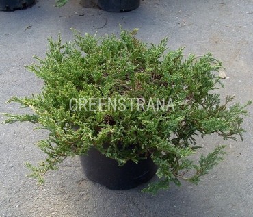 Можжевельник горизонтальный Принц оф Уэльс (Juniperus horizontalis 'Prince of Wales')