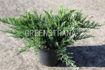 Можжевельник казацкий Тамарисцифолия (Juniperus sabina 'Tamariscifolia')