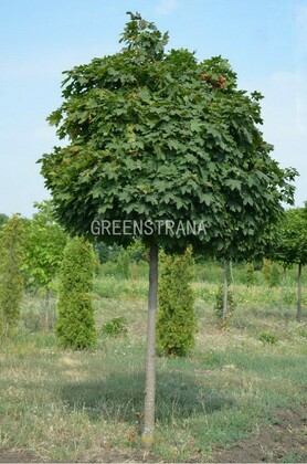 Клен остролистный Глобозум (Acer platanoides 'Globosum')
