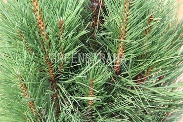Сосна черная (Pinus nigra)