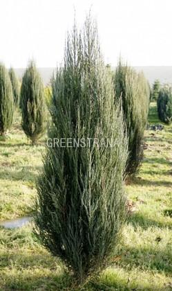 Можжевельник скальный Блю Эрроу (Juniperus scopulorum 'Blue Arrow')