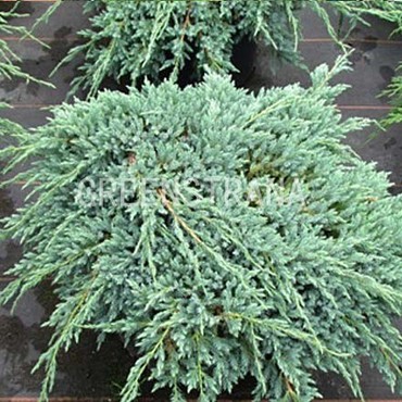 Можжевельник чешуйчатый Блю Карпет (Juniperus squamata 'Blue Carpet')