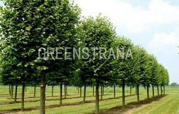 Липа мелколистная (Tilia cordata)