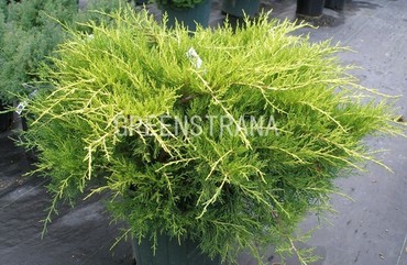 Можжевельник средний Олд Голд (Juniperus x pfitzeriana 'Old Gold')
