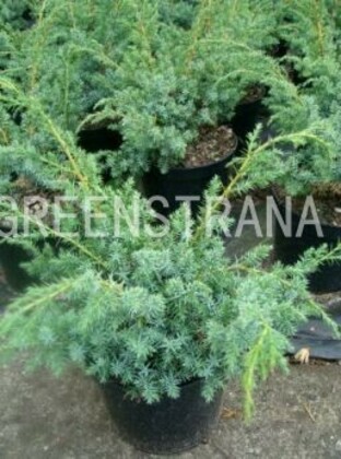 Можжевельник китайский Блю Альпс (Juniperus chinensis 'Blue Alps')