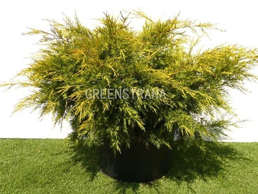 Можжевельник китайский Куривао Голд (Juniperus chinensis 'Kuriwao Gold')