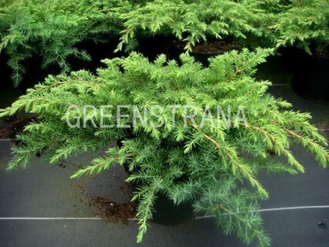 Можжевельник прибрежный Шлягер (Juniperus conferta 'Schlager')