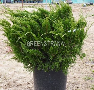 Можжевельник средний Минт Джулеп (Juniperus x pfitzeriana 'Mint Julep')