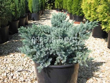 Можжевельник чешуйчатый Блю Стар (Juniperus squamata 'Blue Star')