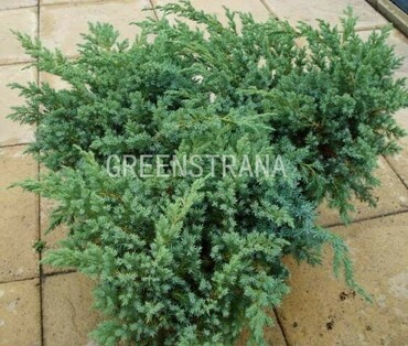 Можжевельник чешуйчатый Блю Свид (Juniperus squamata 'Blue Swede')