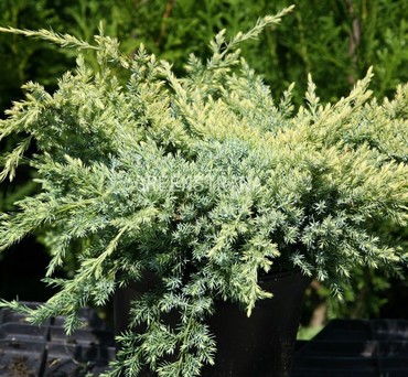 Можжевельник чешуйчатый Хольгер (Juniperus squamata 'Holger')