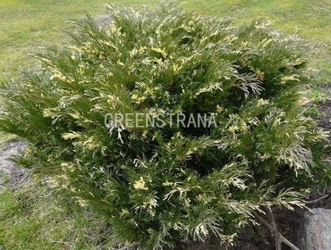 Можжевельник китайский Вариегата (Juniperus chinensis 'Variegata')