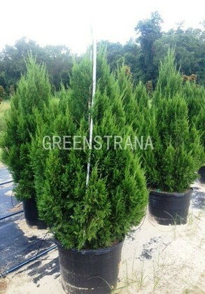 Можжевельник китайский Спартан (Juniperus chinensis 'Spartan')