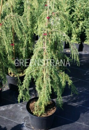 Можжевельник обыкновенный Хорстманн (Juniperus communis 'Horstmann')