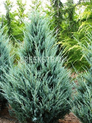 Можжевельник скальный Мунглоу (Juniperus scopulorum 'Moonglow')