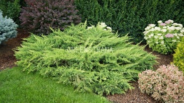 Можжевельник средний Матот (Juniperus x pfitzeriana 'Mathot')