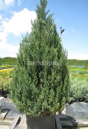 Можжевельник китайский Стрикта (Juniperus chinensis 'Stricta')