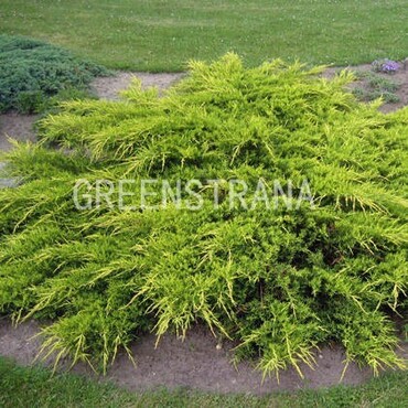 Можжевельник средний Пфитцериана Ауреа (Juniperus x pfitzeriana 'Pfitzeriana Aurea')