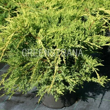 Можжевельник средний Пфитцериана (Juniperus x pfitzeriana 'Pfitzeriana')