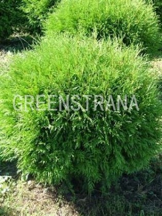 Туя западная Литтл Чемпион (Thuja occidentalis 'Little Champion')