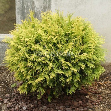 Туя западная Голден Глоб (Thuja occidentalis 'Golden Globe')