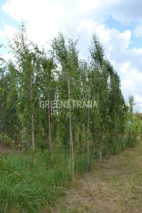 Береза повислая Фастигиата (Betula pendula 'Fastigiata')