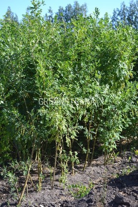 Карагана древовидная (Акация желтая) (Caragana arborescens)