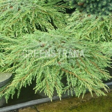 Можжевельник горизонтальный  "Green Carpet"