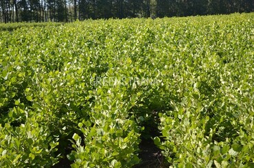 Боярышник (Crataegus)