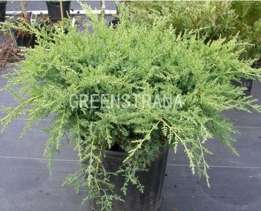 Можжевельник средний Пфитцериана Компакта (Juniperus x pfitzeriana 'Pfitzeriana Compacta')