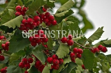 Боярышник Арнольда (Crataegus arnoldiana)