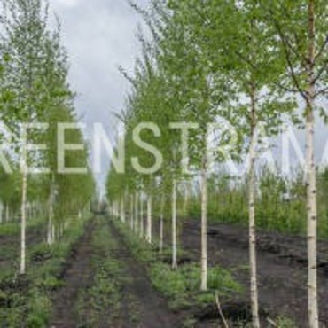 Береза повислая Звитсер Глори (Betula pendula 'Zwitser's Glory')