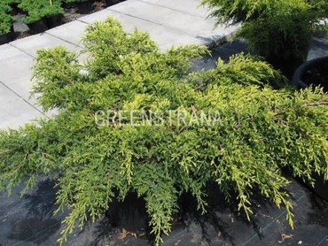 Можжевельник средний Голд Стар (Juniperus x pfitzeriana 'Gold Star')