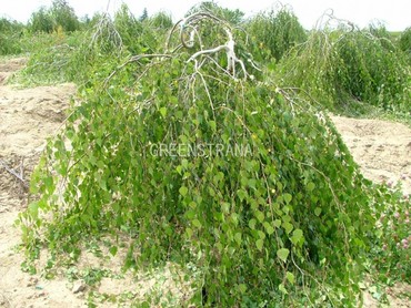 Береза повислая Тристис (Betula pendula 'Tristis')