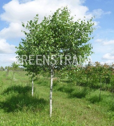Береза пушистая (Betula pubescens)