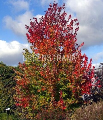 Клен красный Сканлон (Acer rubrum 'Scanlon')