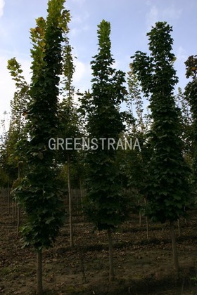 Клен остролистный Олмстед (Acer platanoides 'Olmsted')