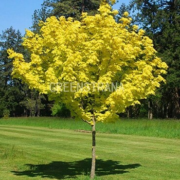 Клен остролистный Принстон Голд (Acer platanoides 'Princeton Gold')