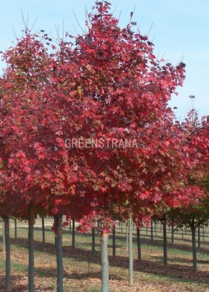 Клен остролистный Файервью (Acer platanoides 'Fairview')