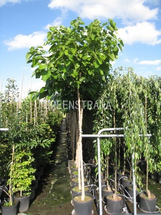 Липа американская Нова (Tilia americana 'Nova')