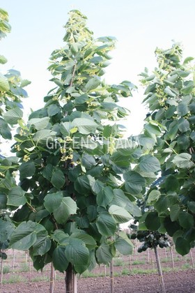 Липа американская Сентри (Tilia americana 'Sentry')