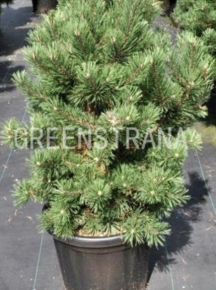 Сосна горная Гном (Pinus mugo 'Gnom')