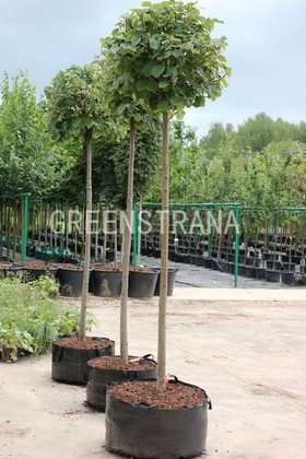 Липа войлочная Сильвер Глоб (Tilia tomentosa 'Silver Globe')