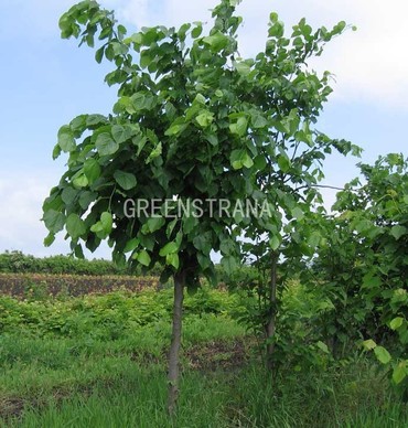 Липа крупнолистная Один (Tilia platyphyllos 'Odin')