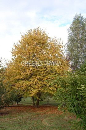 Липа мелколистная Винтер Оранж (Tilia cordata 'Winter Orange')
