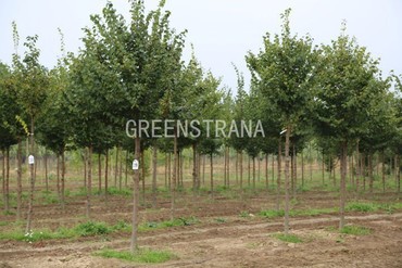Липа мелколистная Ранчо (Tilia cordata 'Rancho')