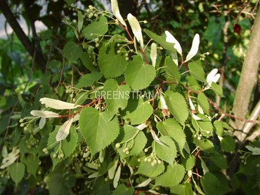 Липа монгольская (Tilia mongolica)