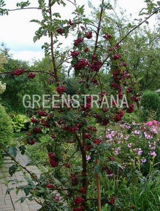 Рябина Гранатная (Sorbus 'Granatnaja')