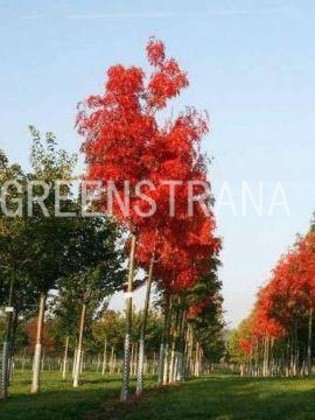 Рябина Додонг (Sorbus 'Dodong')